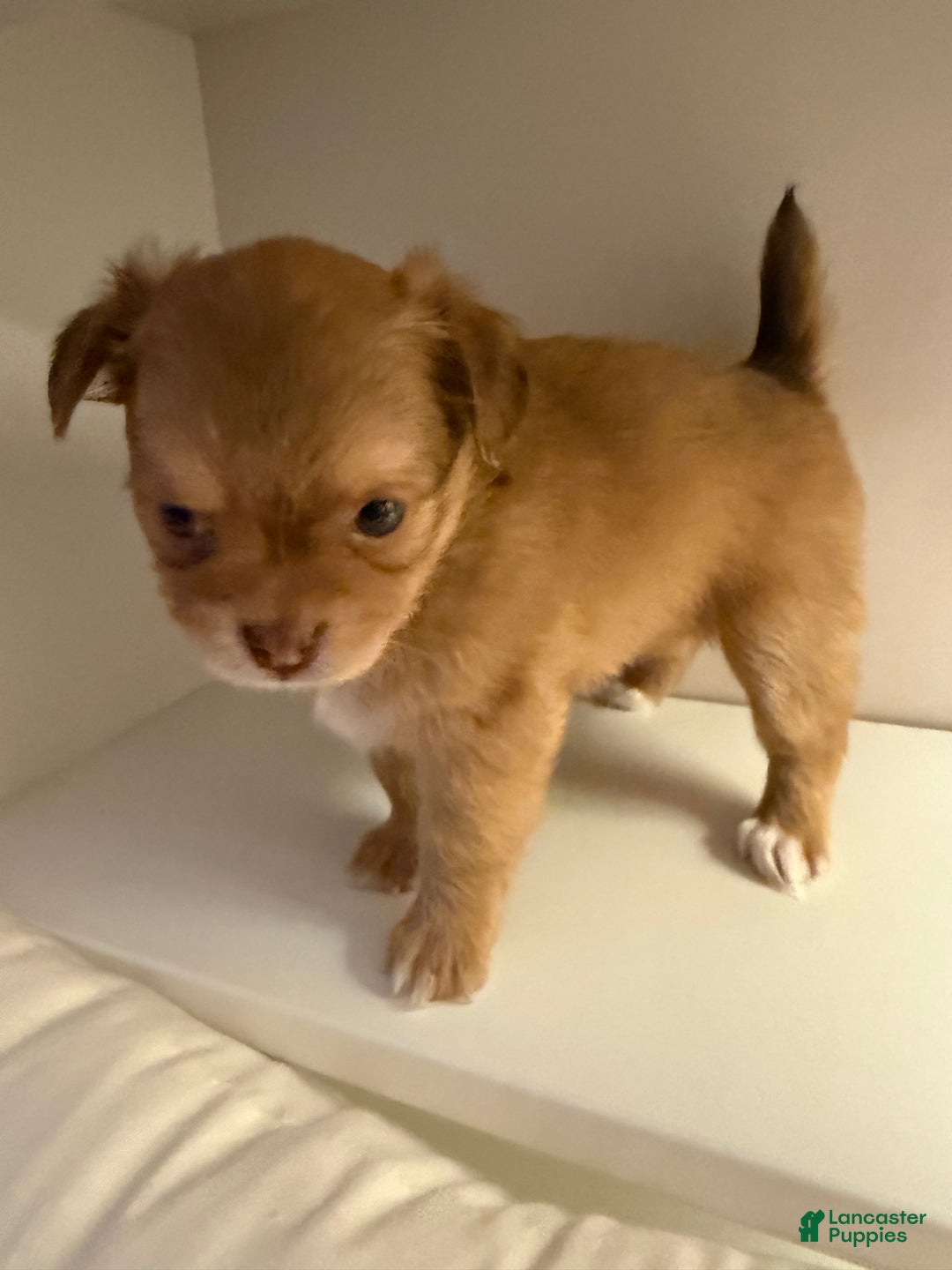 Chihuahua dogs for sale: Chihuahua Puppy  - Ad 3