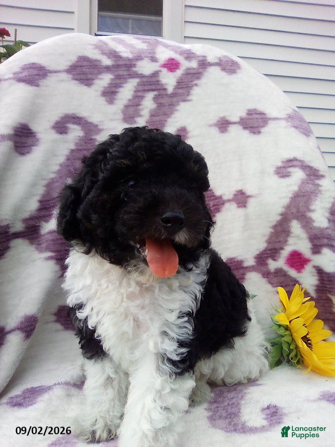 Miniature Poodle dogs Ranger - Ad 2