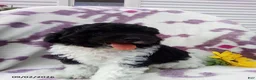 Miniature Poodle dogs for sale: Ranger - Ad 2