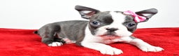 Boston Terrier dogs for sale: Luna - Ad 3