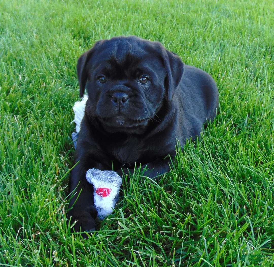 Mixed Breed dogs for sale: Roxy  - Ad 2