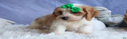 Cavachon dogs for sale: RANDY - Ad 6