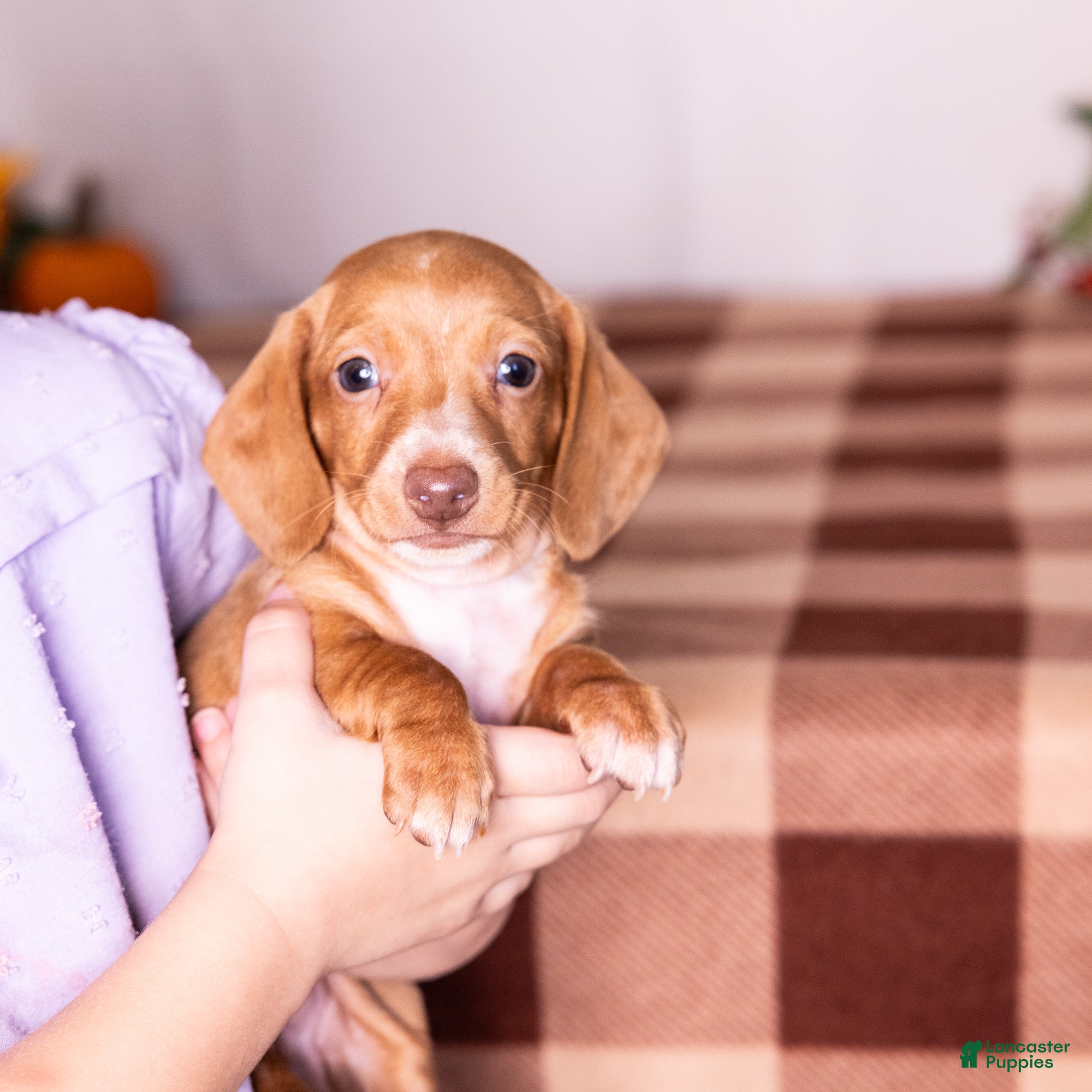 Miniature Dachshund dogs Clifford - Ad 1