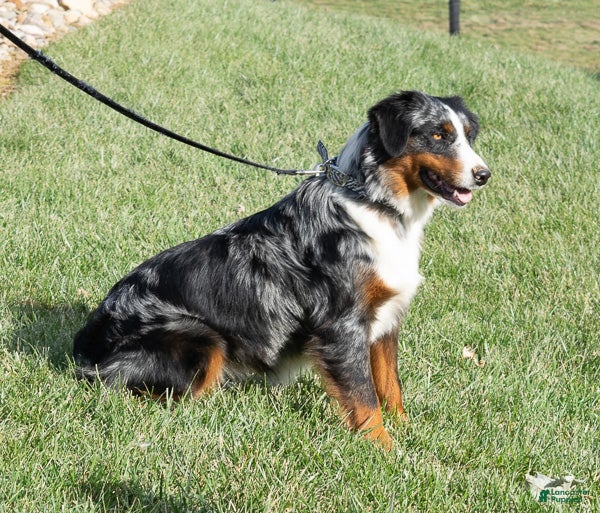 Miniature Australian Shepherd dogs Rugar - Ad 2
