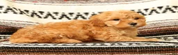 Mini Goldendoodle dogs for sale: Lilly - Ad 8