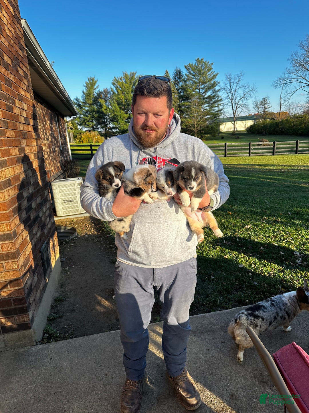 Welsh Corgi Pembroke dogs for sale: Welsh Corgi Pembroke Puppy 3 - Ad 8