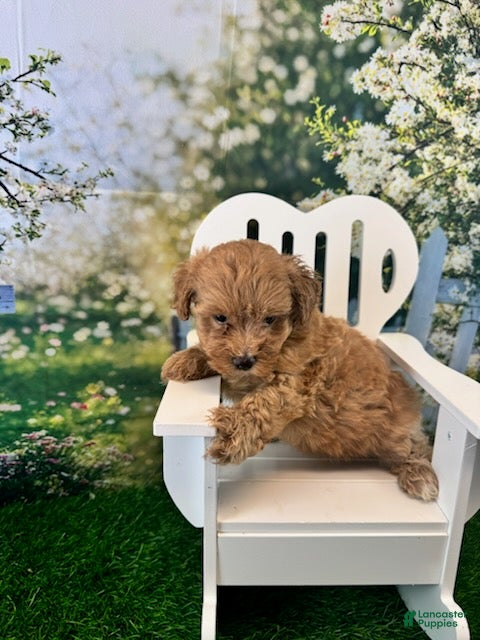 Maltipoo dogs Eve - Ad 2