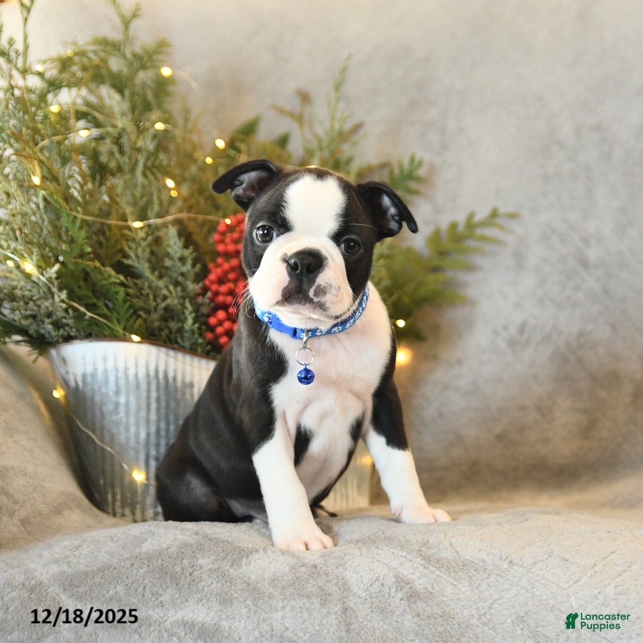 Boston Terrier dogs Scout - Ad 3