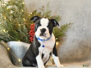 Boston Terrier dogs Scout - Ad 3