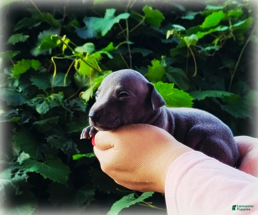 Italian Greyhound dogs for sale: Dilly - Ad 2