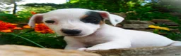 Jack Russell Terrier dogs for sale: Cammie - Ad 5