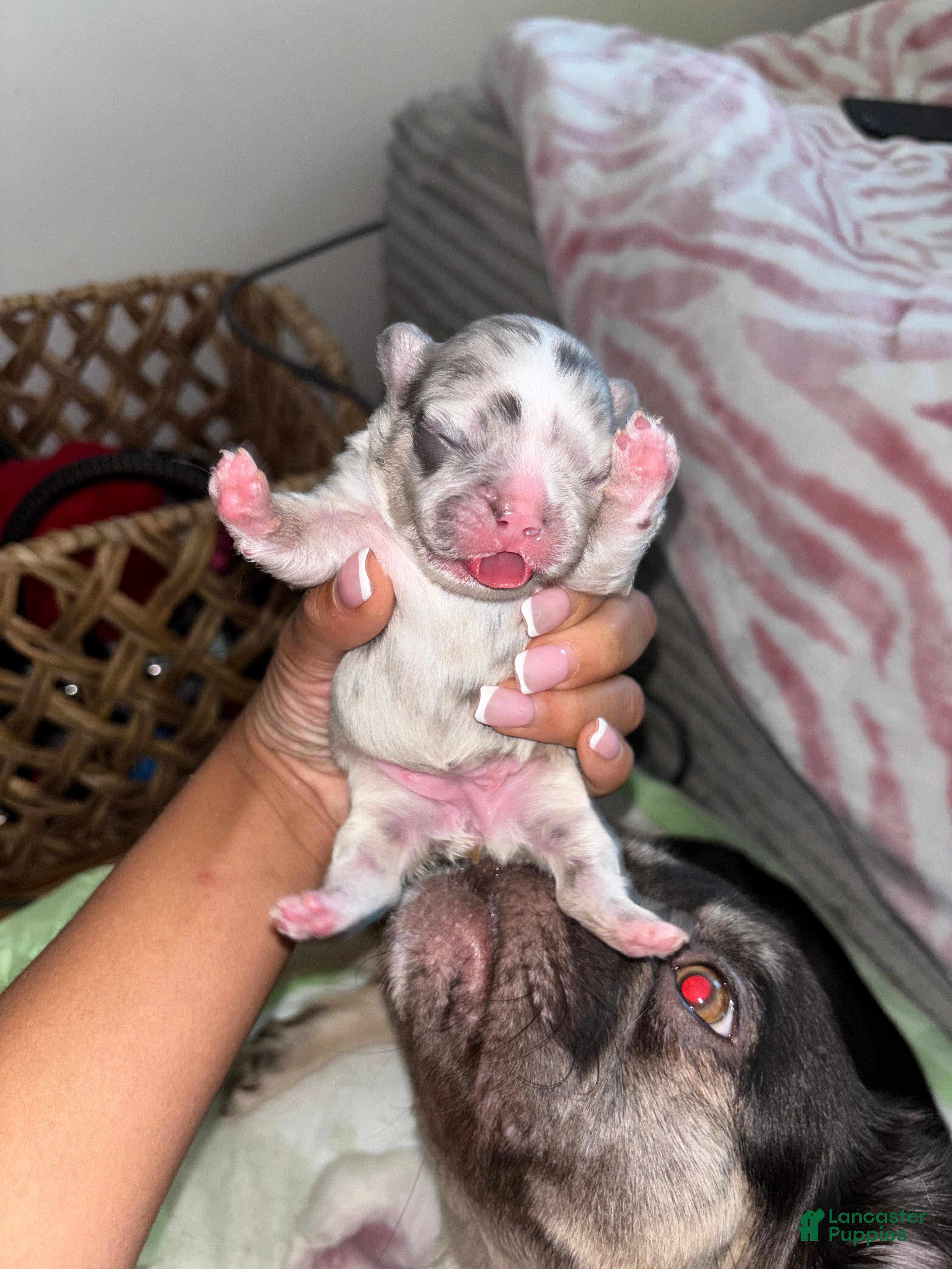French Bulldog dogs for sale: Yin - Ad 2
