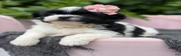 Malshi dogs for sale: Audrey - Ad 3