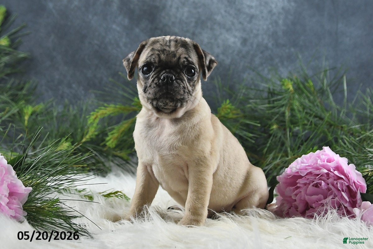 Pug dogs Gracelyn - Ad 1
