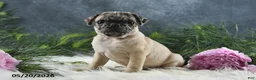 Pug dogs for sale: Gracelyn - Ad 9
