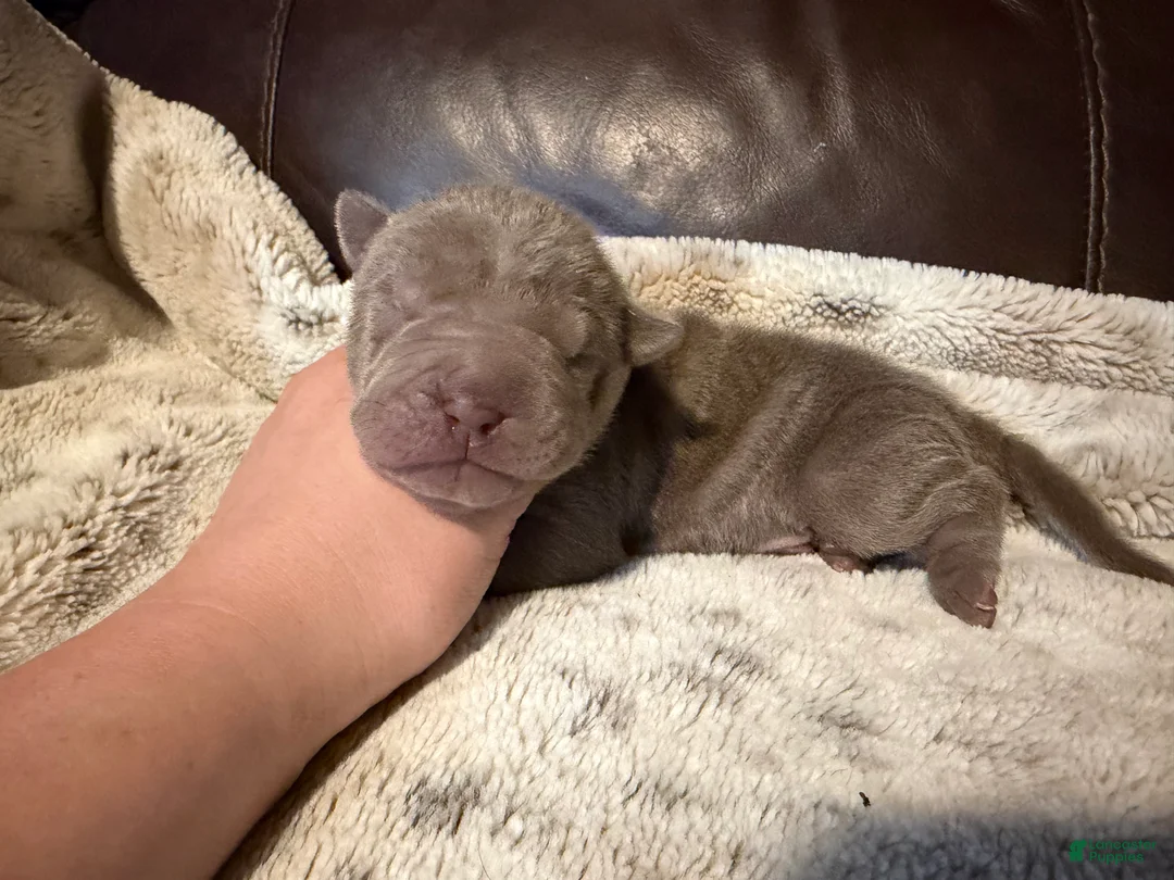 Shar Pei dogs for sale: Pistachio - Ad 6