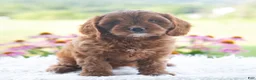 Cavapoo dogs for sale: Brianna  - Ad 4