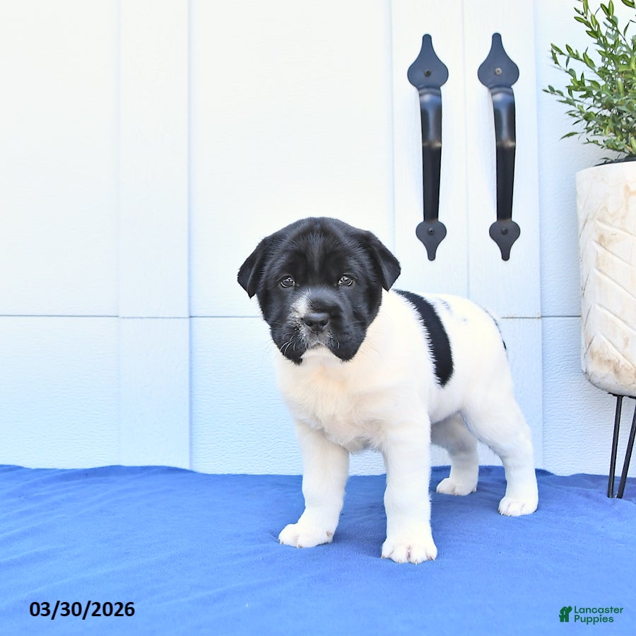 Mini Hippo dogs Rosie - Ad 1