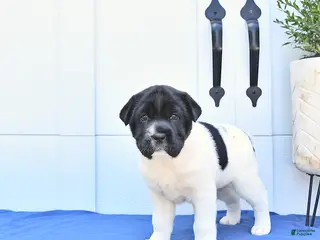 Mini Hippo dogs for sale: Rosie - Ad 3