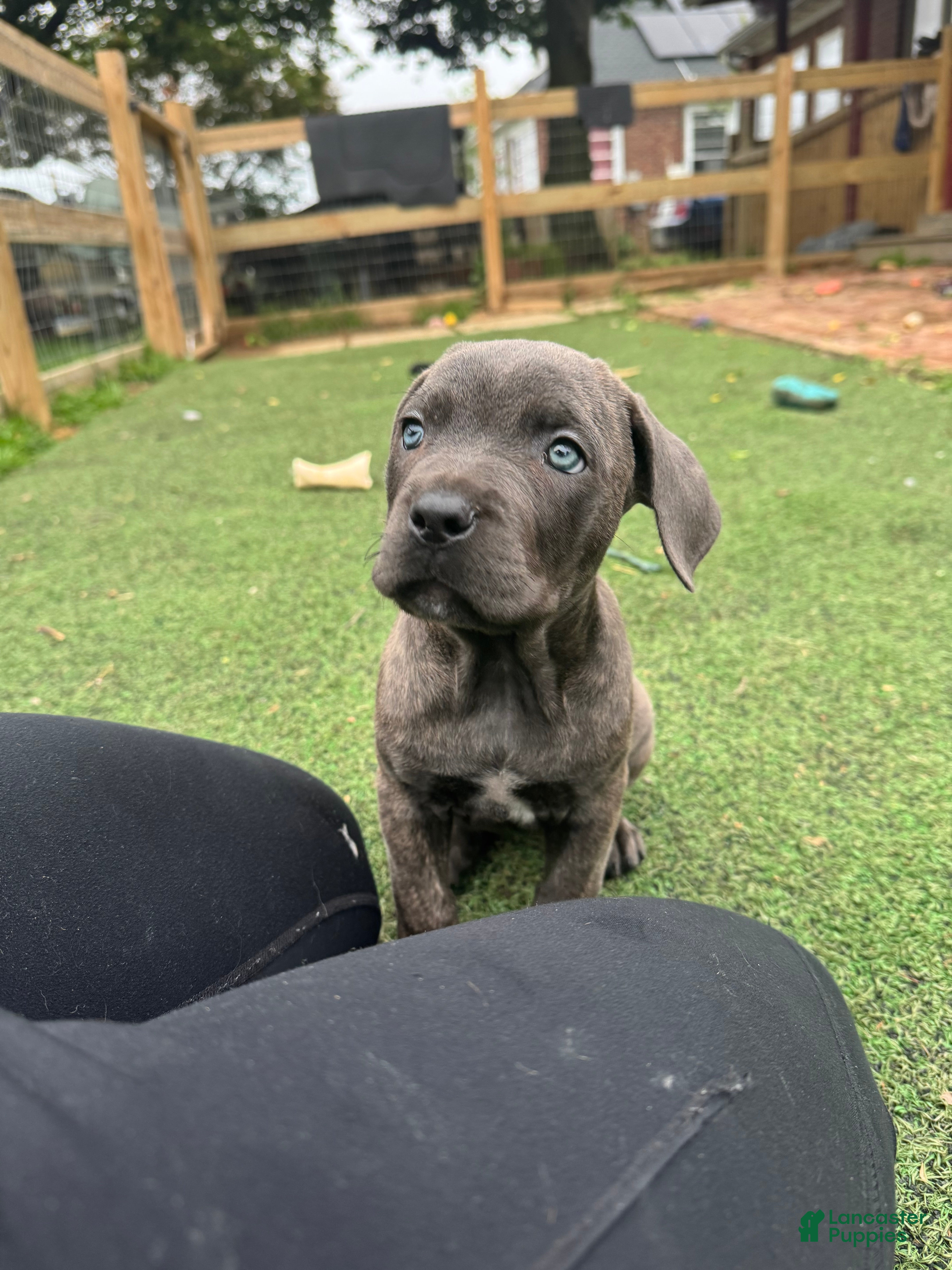 Cane Corso dogs Prima  - Ad 2