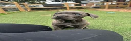 Cane Corso dogs for sale: Prima  - Ad 9