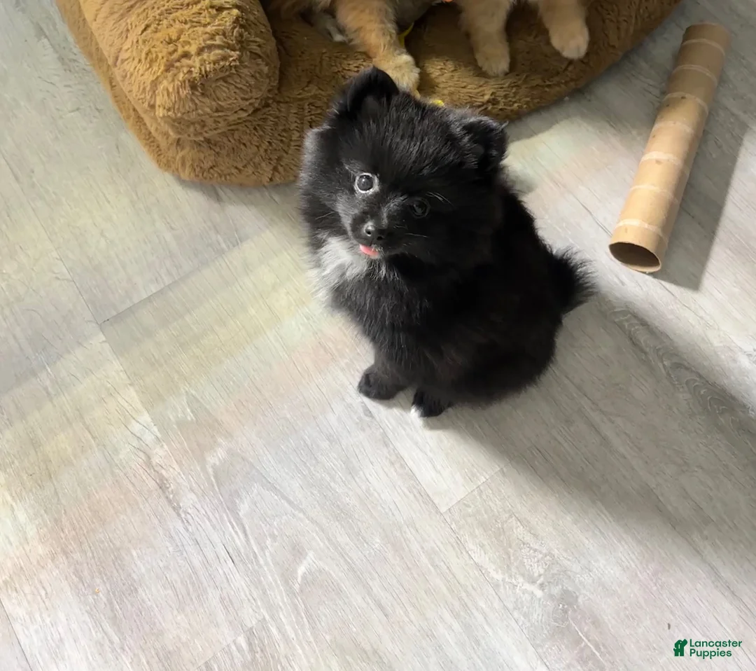 Pomeranian dogs for sale: Pomeranian 4-Nefertiti  - Ad 2