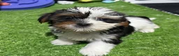 Shorkie dogs for sale: Fiona - Ad 1