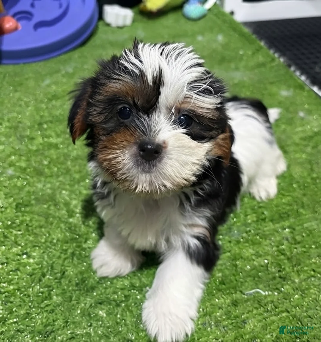 Shorkie dogs for sale: Fiona - Ad 1