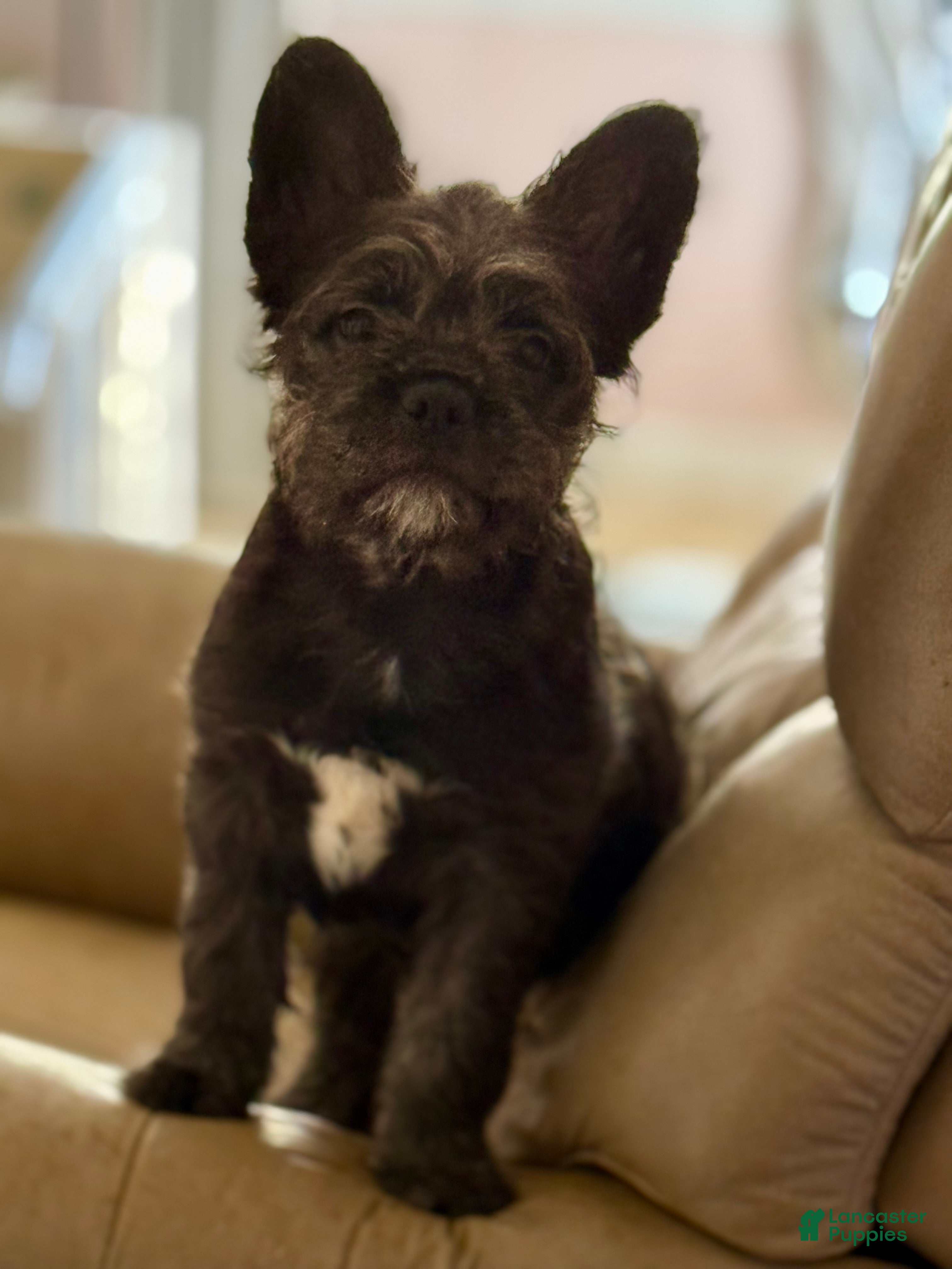 French Bulldog dogs Elvira - Ad 10