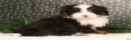 Mini Bernedoodle dogs for sale: Snickers - Ad 2