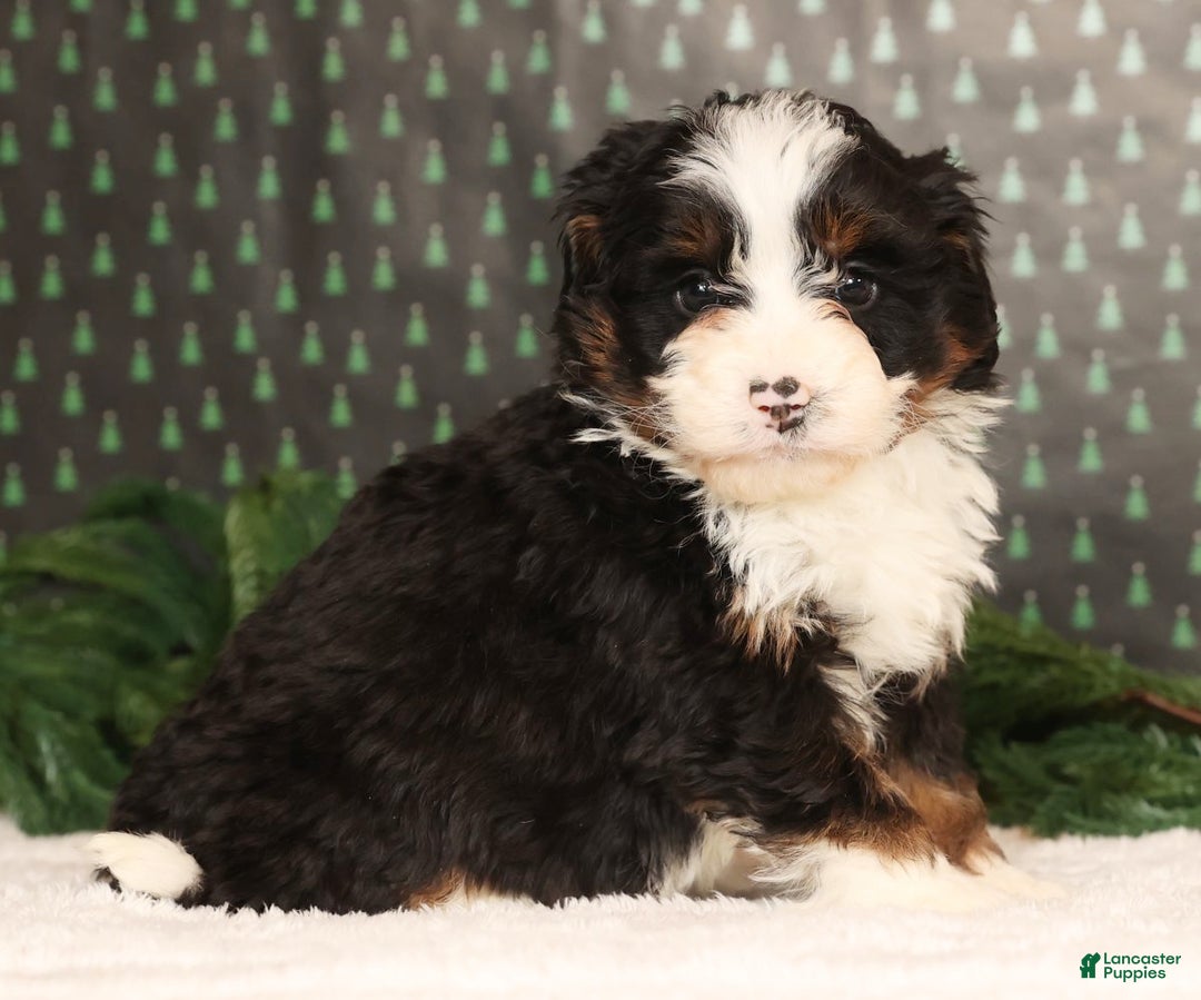 Mini Bernedoodle dogs for sale: Snickers - Ad 2