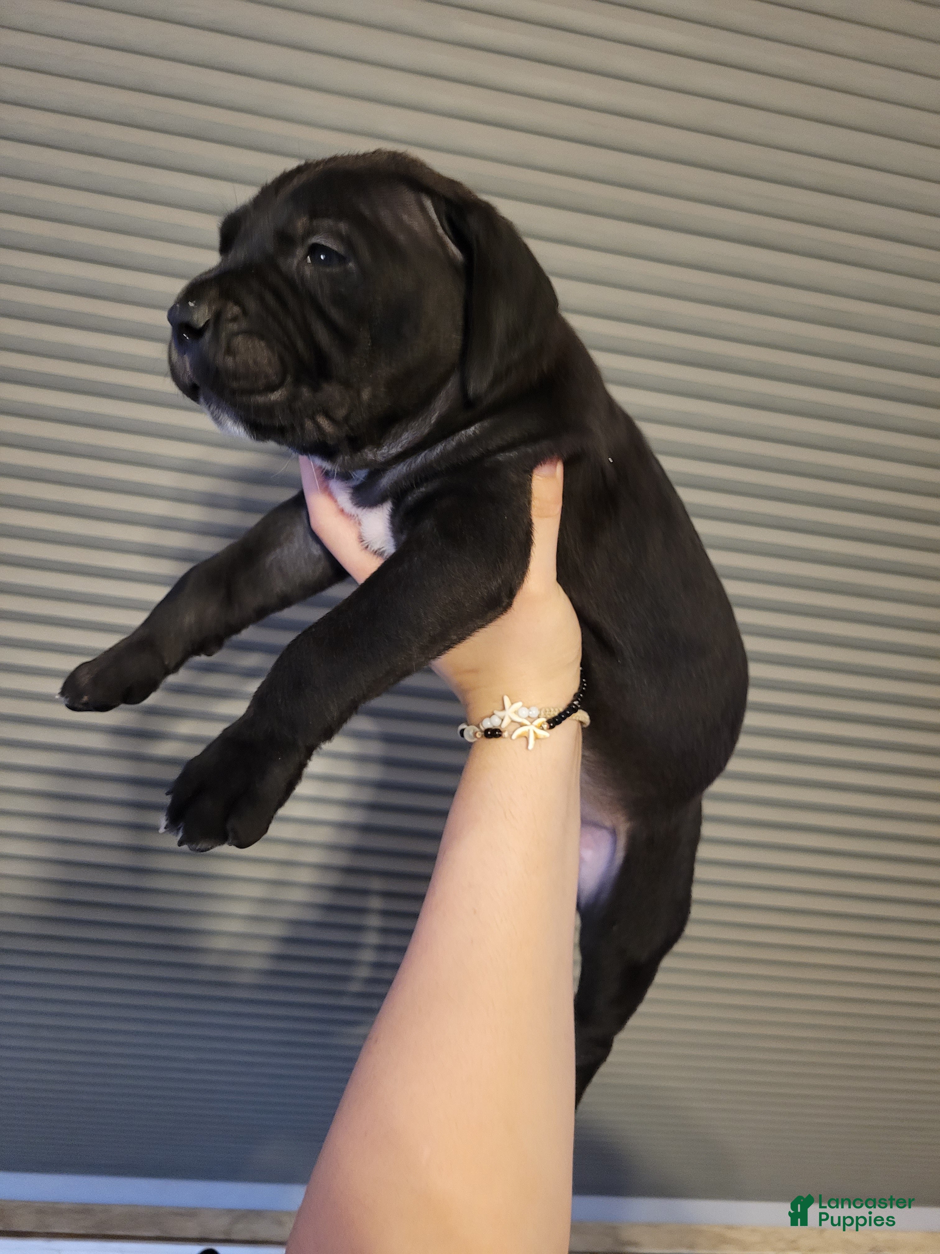 Cane Corso dogs Rigel - Ad 2