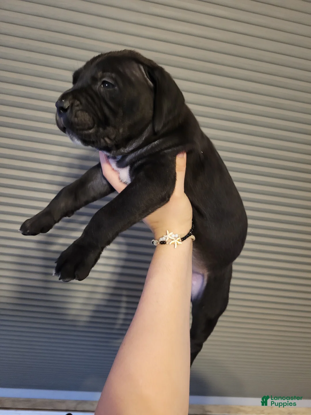 Cane Corso dogs for sale: Rigel - Ad 2