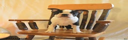 Boston Terrier dogs for sale: Greg - Ad 2