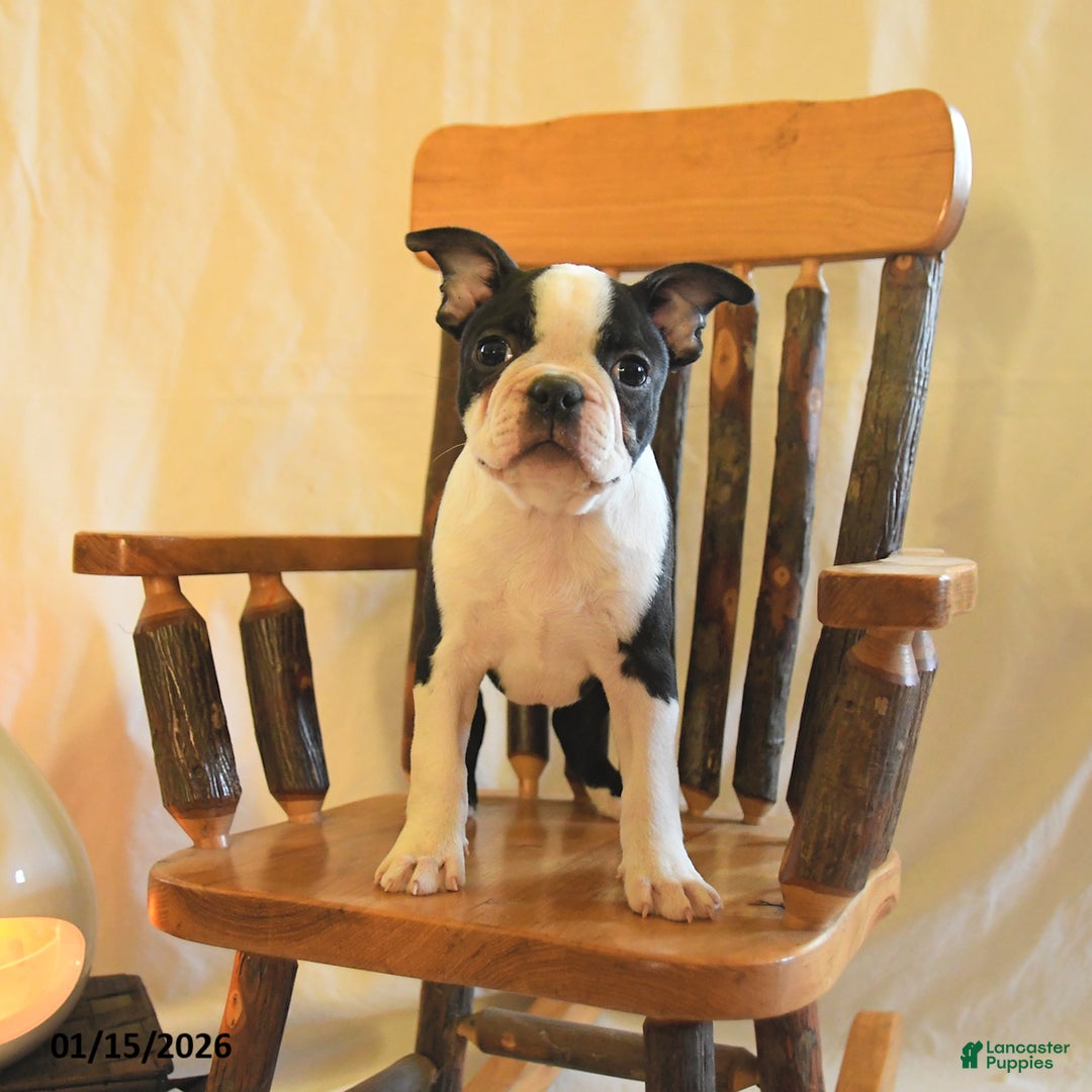 Boston Terrier dogs for sale: Greg - Ad 2