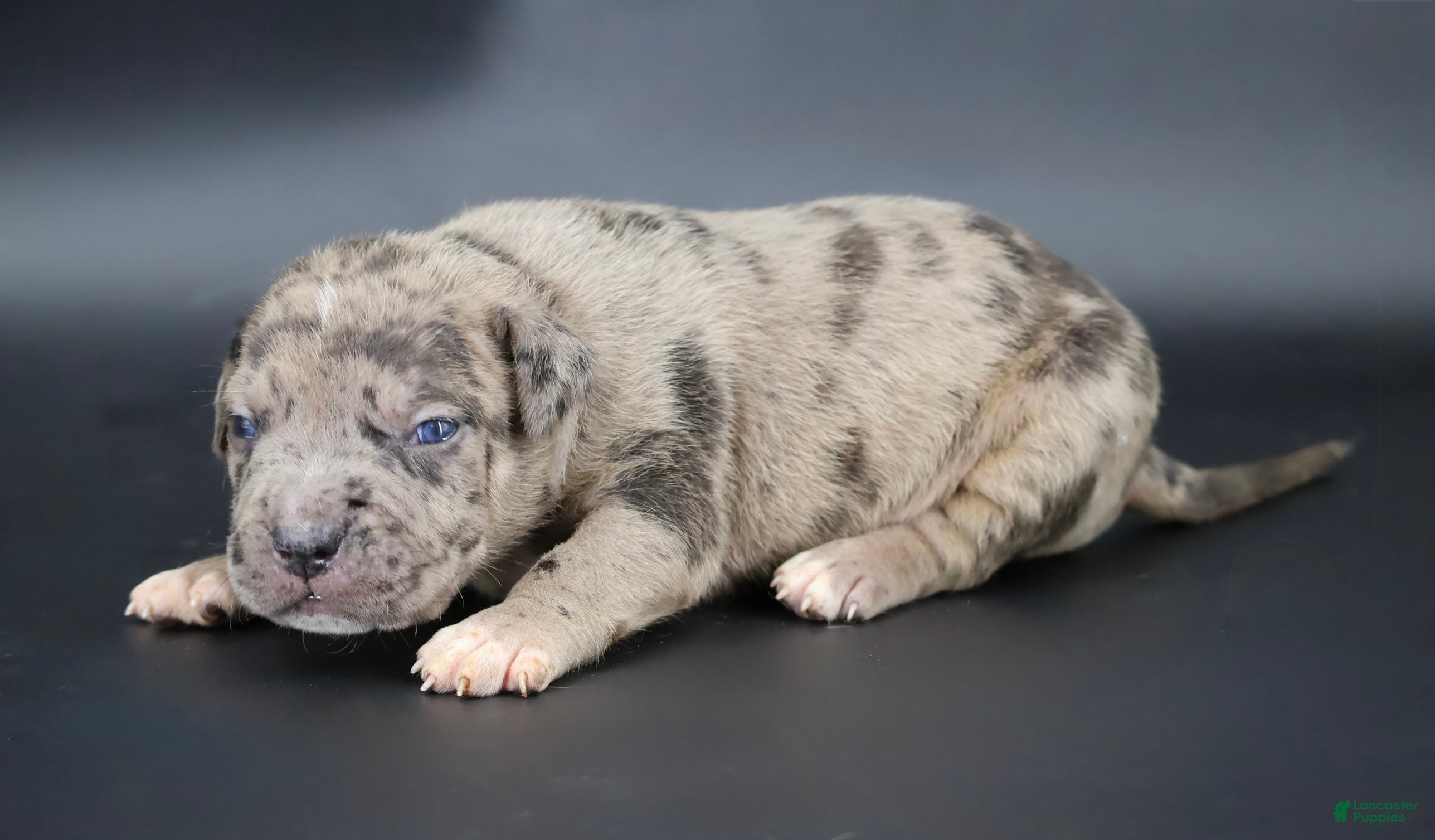 American Bully dogs Cairo - XL - ABKC - Ad 1