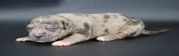 American Bully dogs for sale: Cairo - XL - ABKC - Ad 1