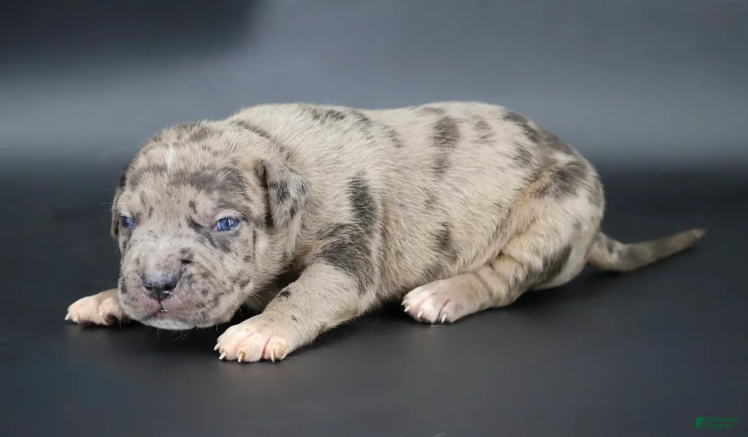 American Bully dogs for sale: Cairo - XL - ABKC - Ad 1