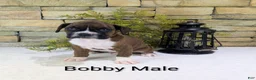 Boxer dogs for sale: Bobby, Available today.  - Ad 3