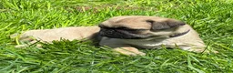 Pug dogs for sale: Bella - Ad 18