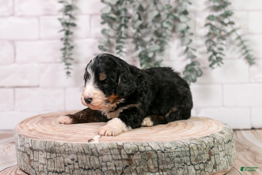 Bernedoodle dogs for sale: Axel - Ad 1