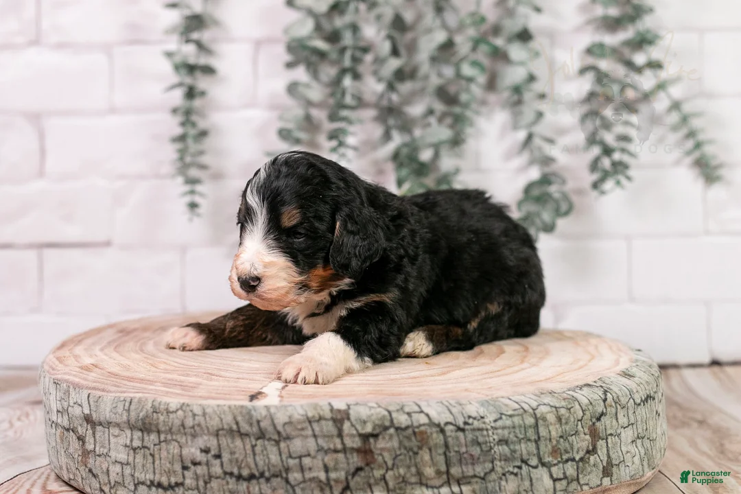 Bernedoodle dogs for sale: Axel - Ad 1