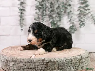 Bernedoodle dogs Axel - Ad 27
