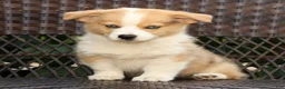 Welsh Corgi Pembroke dogs for sale: Forest - Ad 1