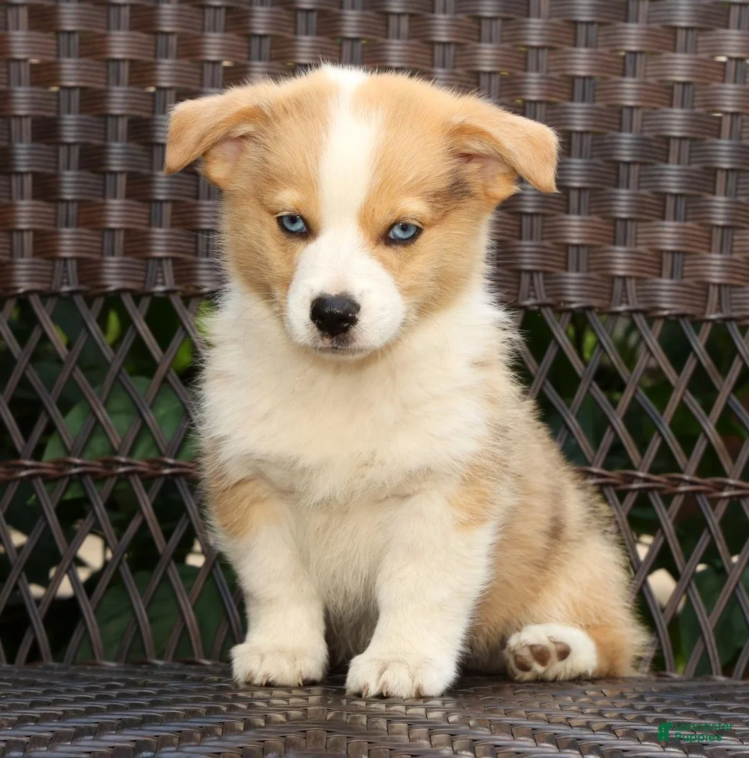 Welsh Corgi Pembroke dogs for sale: Forest - Ad 1