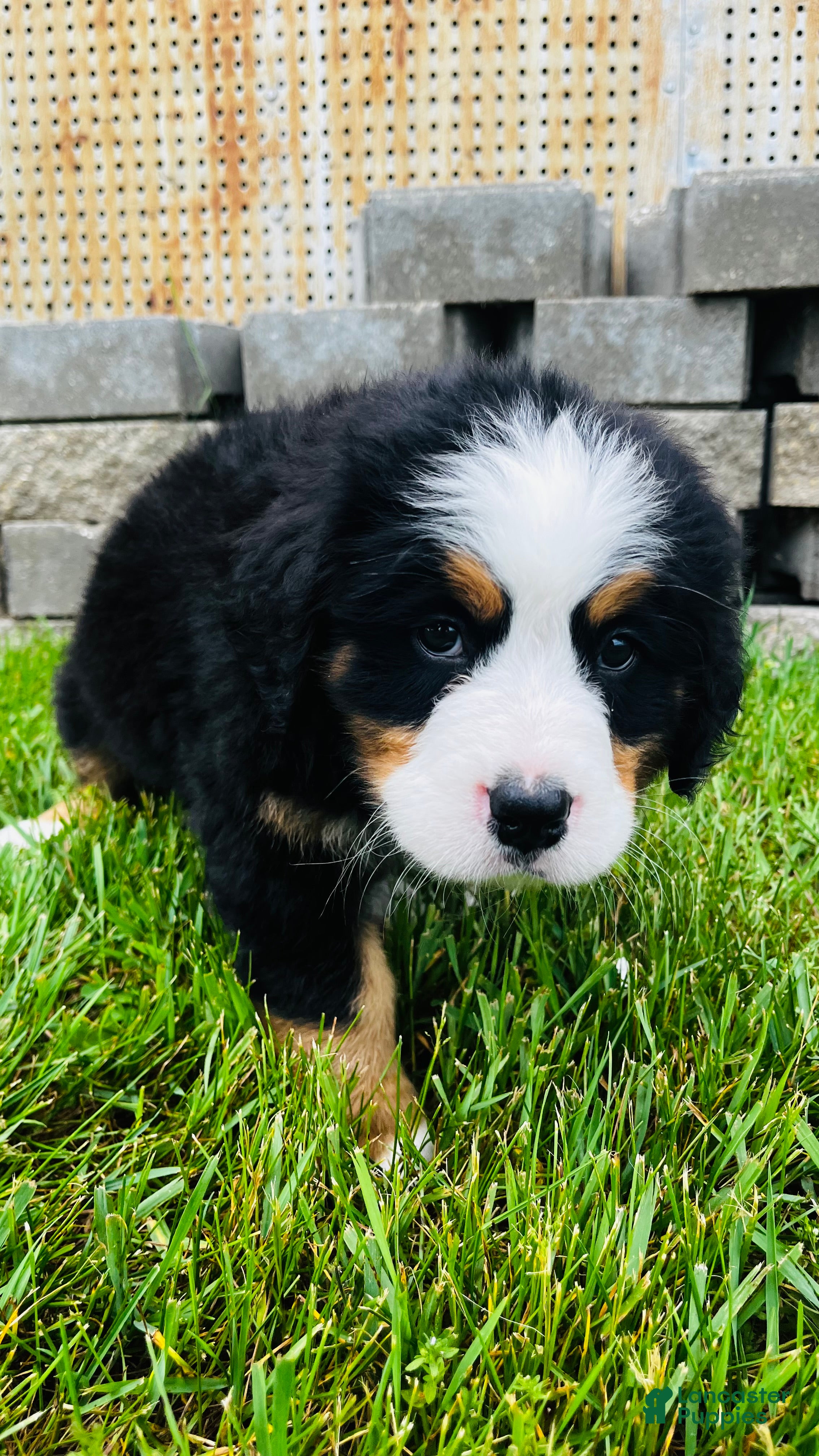 Bernese Mountain Dog dogs Remington - Ad 2