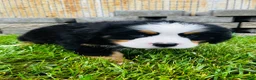 Bernese Mountain Dog dogs for sale: Remington - Ad 2