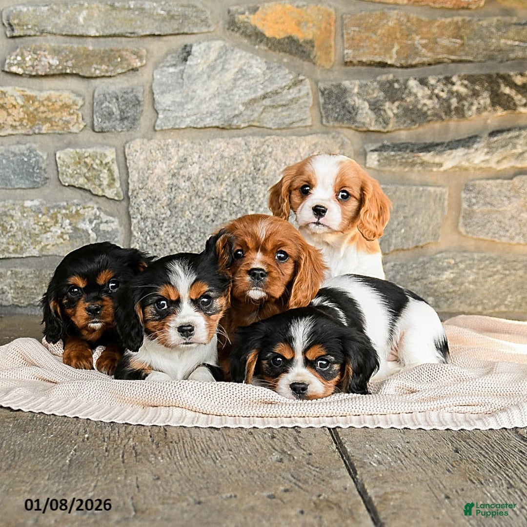 Cavalier King Charles Spaniel dogs for sale: Snickers - Ad 5