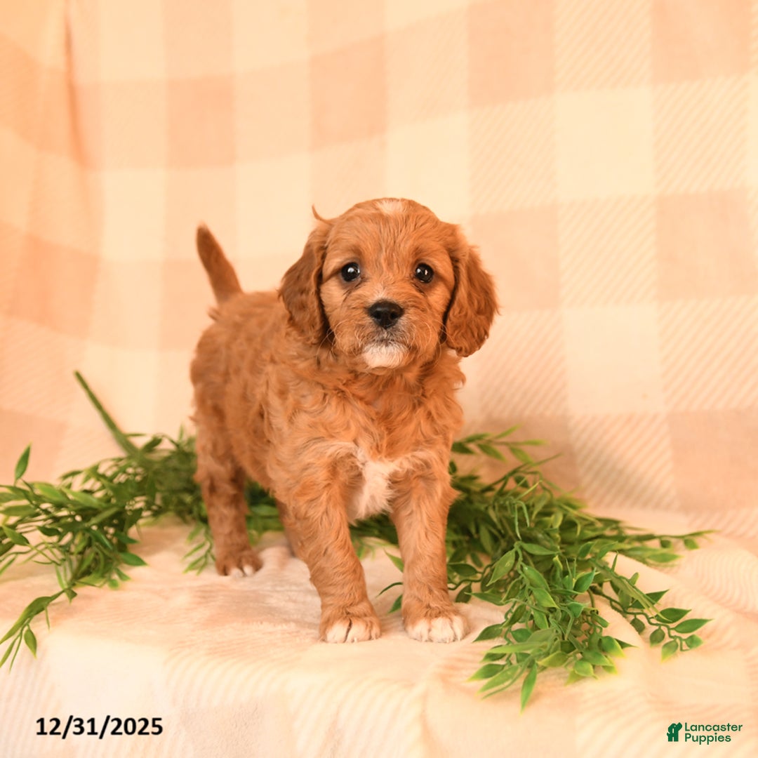 Cavapoo dogs for sale: Cherish - Ad 3
