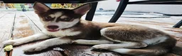 Pomsky dogs for sale: Scout - Ad 2